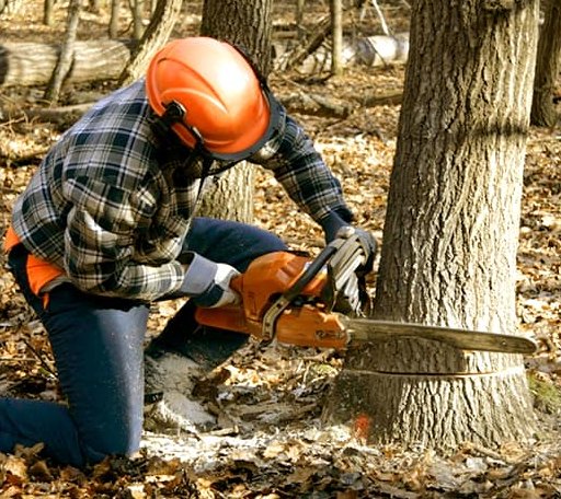 Tree Removal in Glenvil, NE